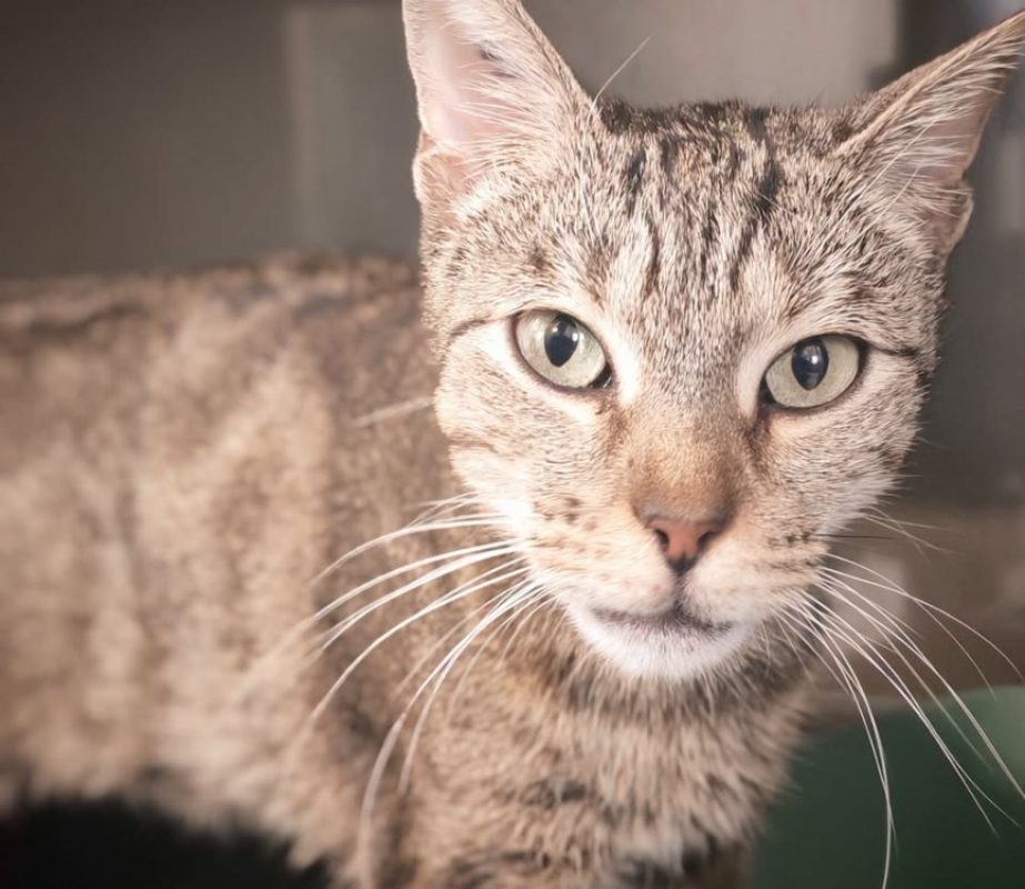Tessa - Chat Européen à adopter