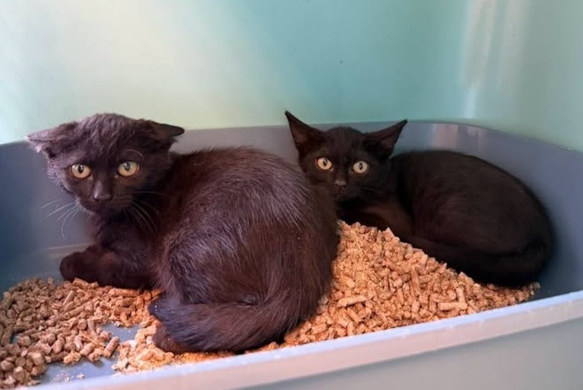 Ondine - Chat Européen à adopter