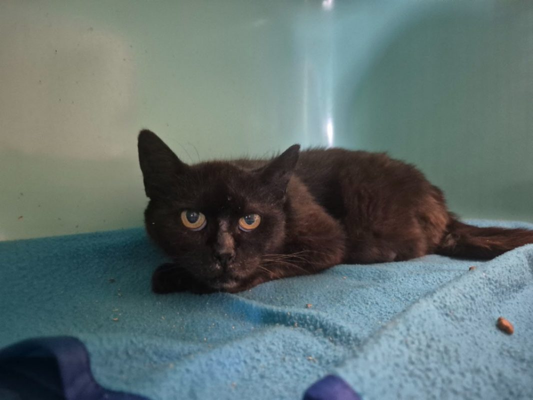 Noirette - Chat Européen à adopter