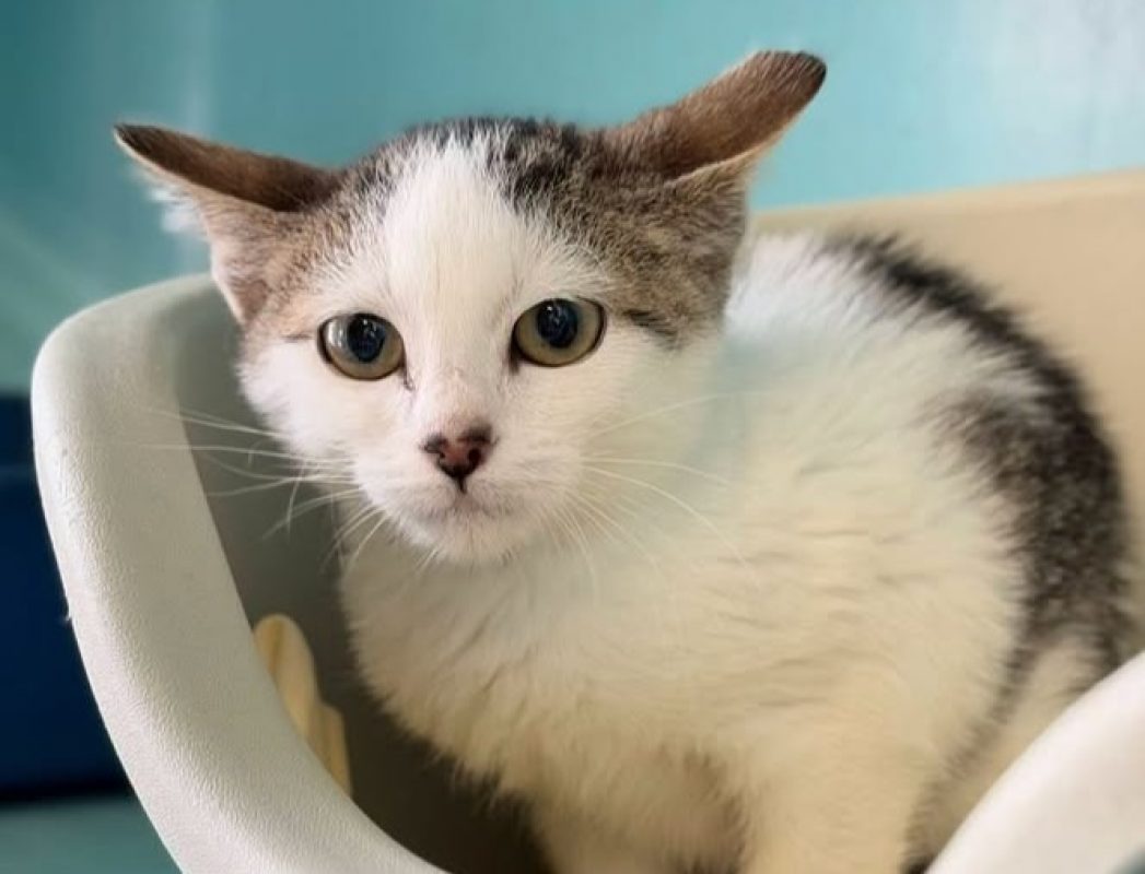 Sue - Chat Européen à adopter