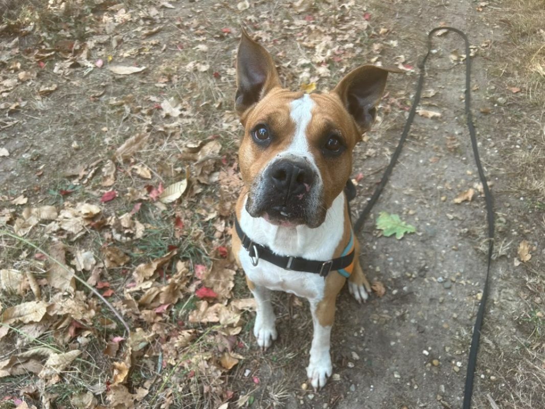 Karamel - Chien Bouledogue Américain à adopter