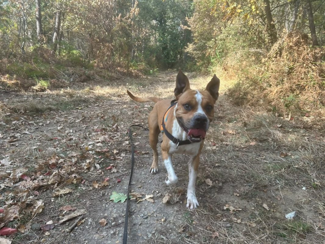 Karamel - Chien Bouledogue Américain à adopter - photo 2