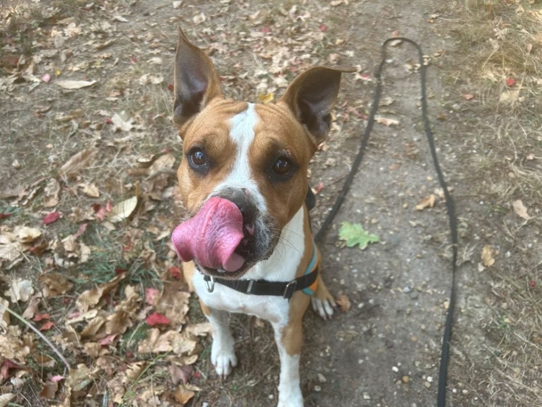 Karamel - Chien Bouledogue Américain à adopter - photo 3
