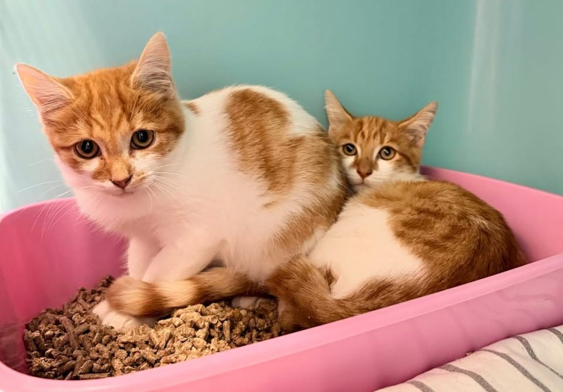Alonzo - Chat Européen à adopter