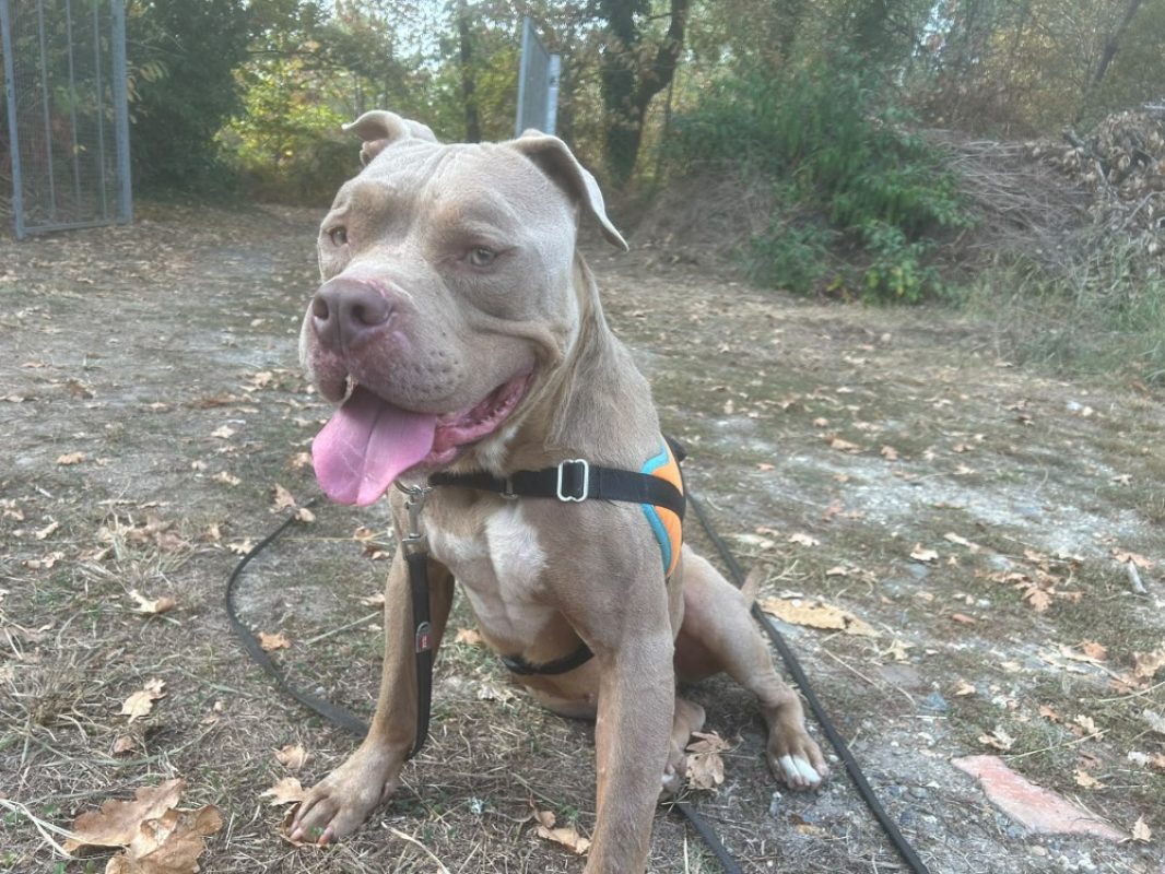 Scareface - Chien American Bully à adopter