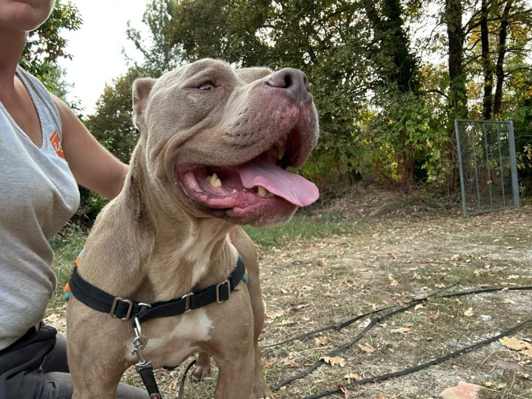Scareface - Chien American Bully à adopter - photo 2