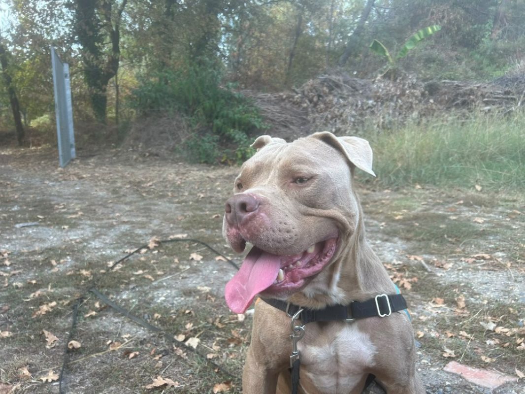 Scareface - Chien American Bully à adopter - photo 3