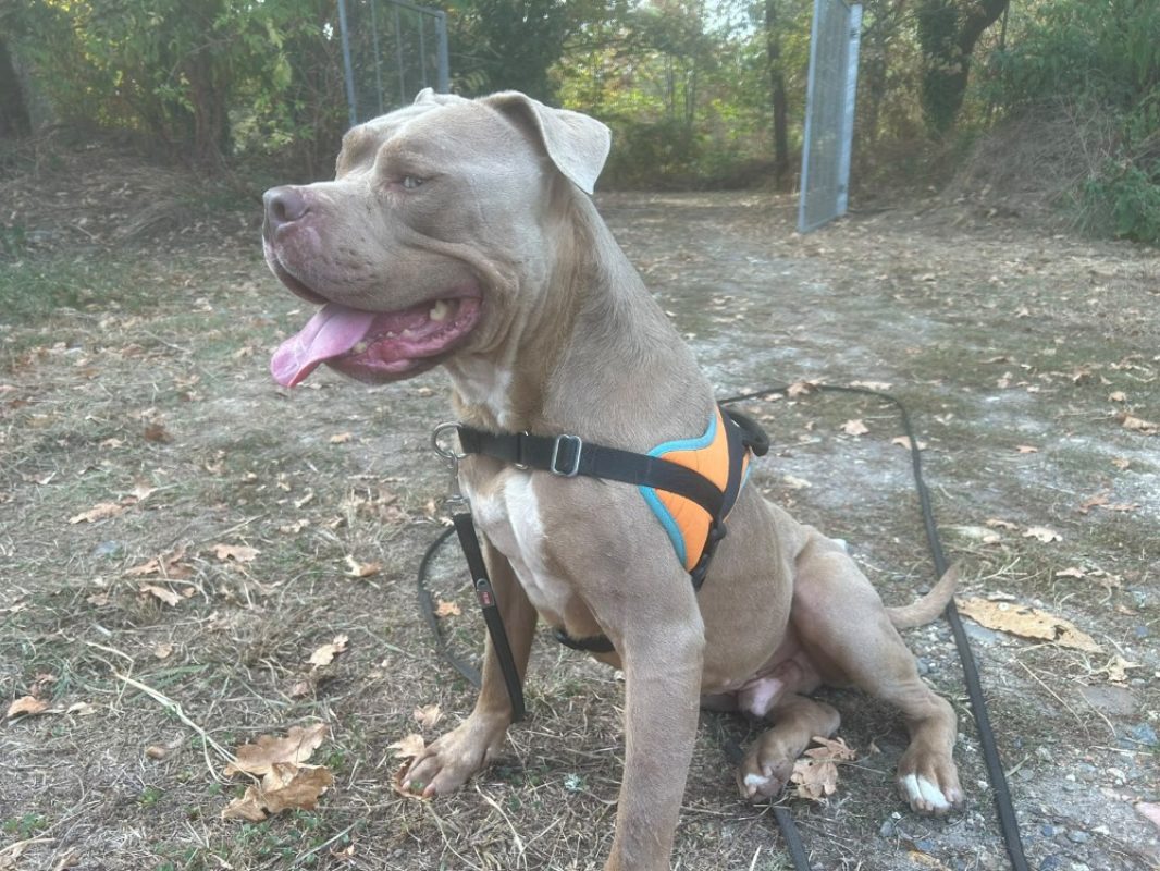 Scareface - Chien American Bully à adopter - photo 4