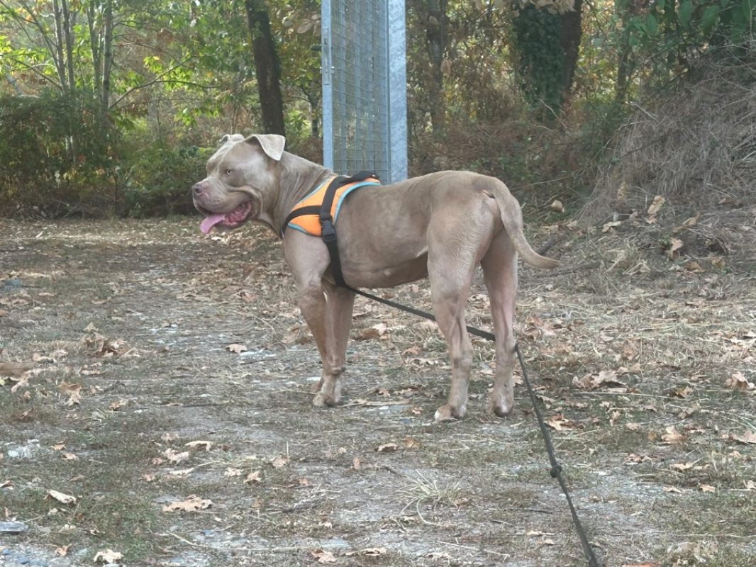 Scareface - Chien American Bully à adopter - photo 5
