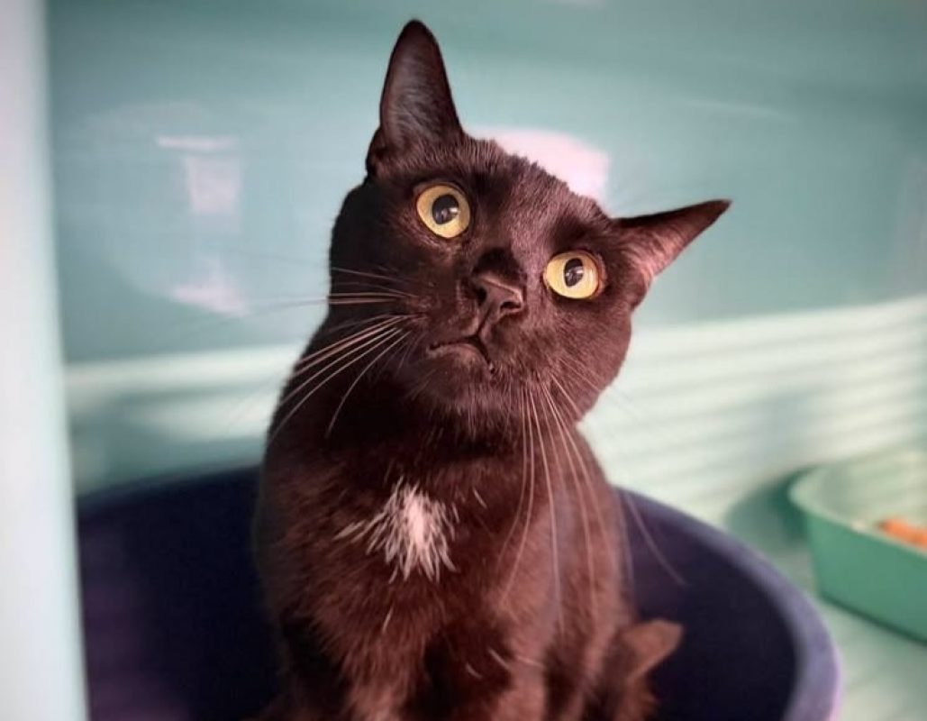 Sam - Chat Européen à adopter