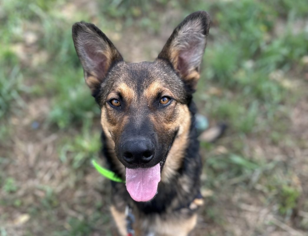 Arlo - Chien à adopter