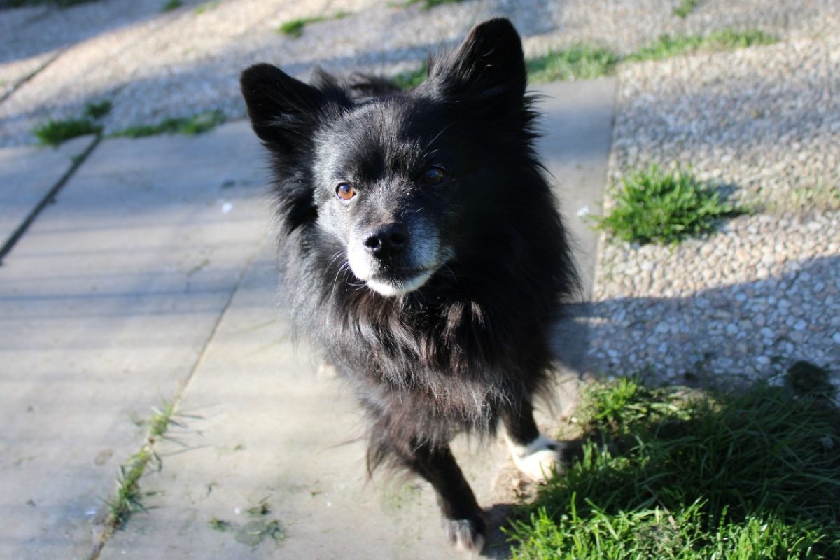 Messy - Chien à adopter - photo 4