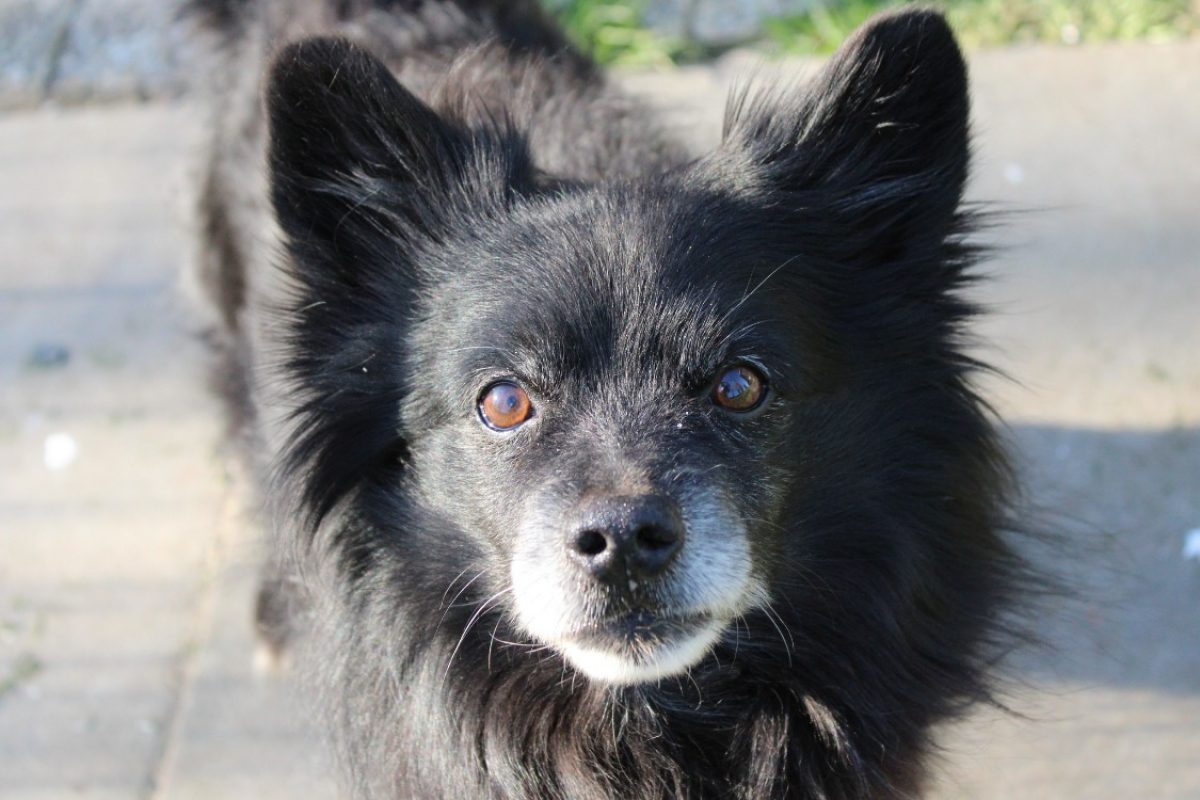 Messy - Chien à adopter