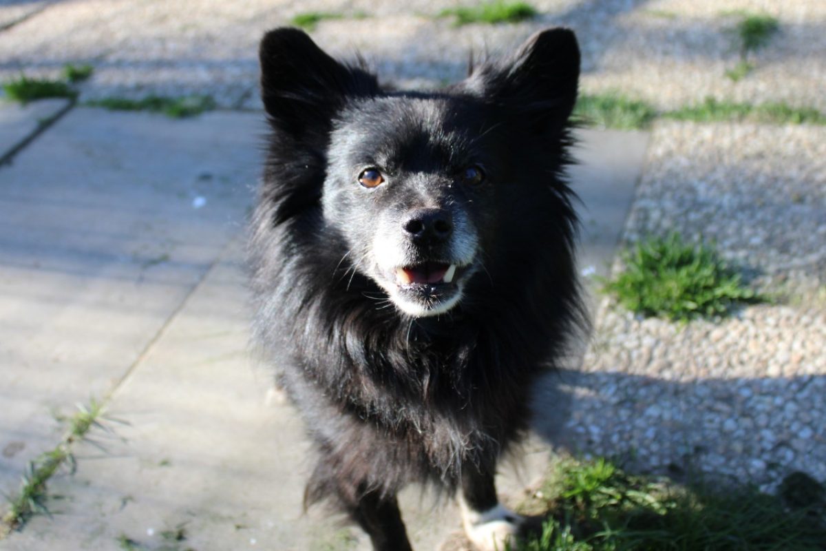 Messy - Chien à adopter - photo 2