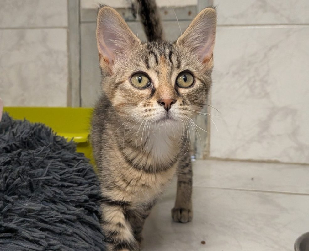Saori - Chat Européen à adopter