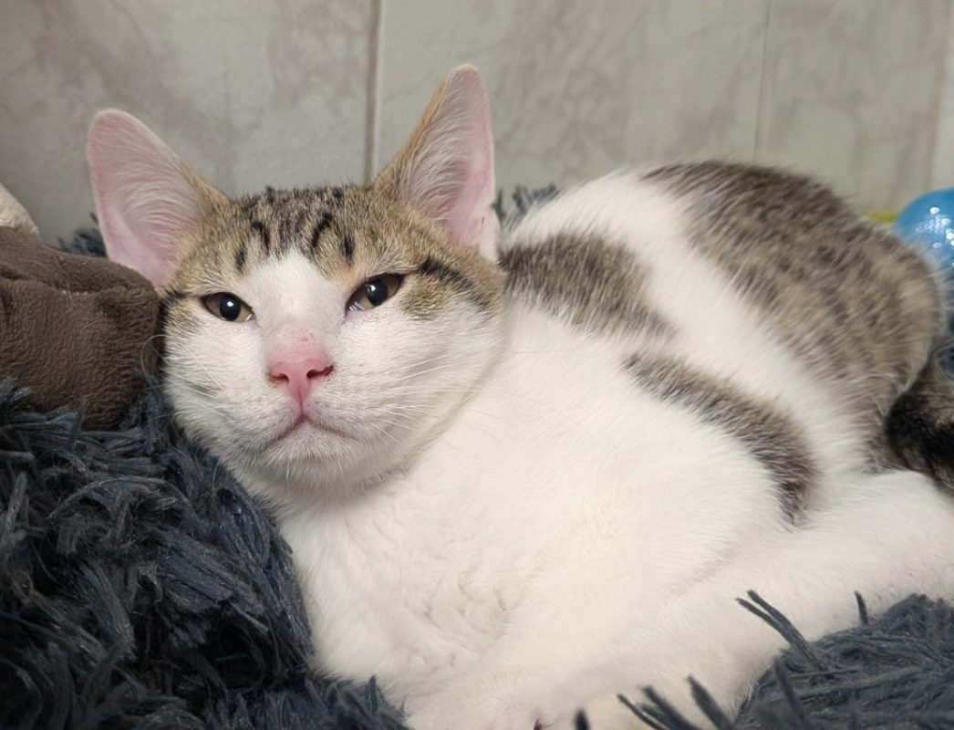 Omashu - Chat Européen à adopter