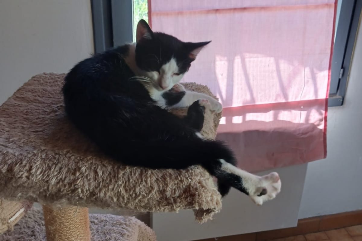 Patella - Chat Européen à adopter