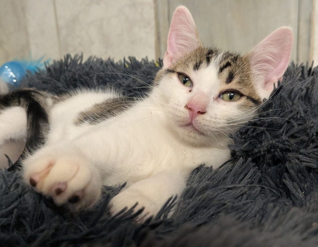 MeÏ - Chat Européen à adopter