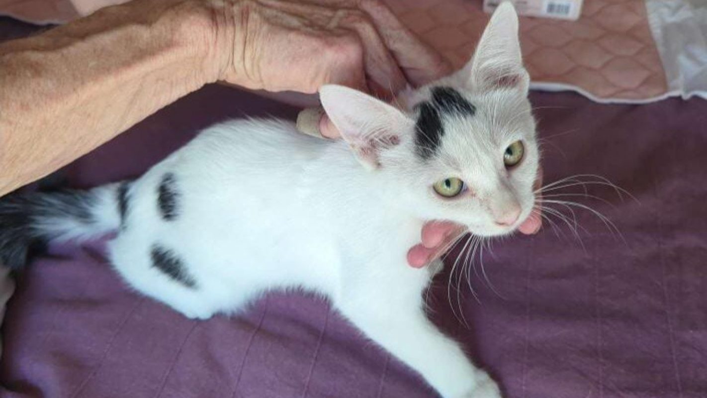 Nessie - Chat Européen à adopter