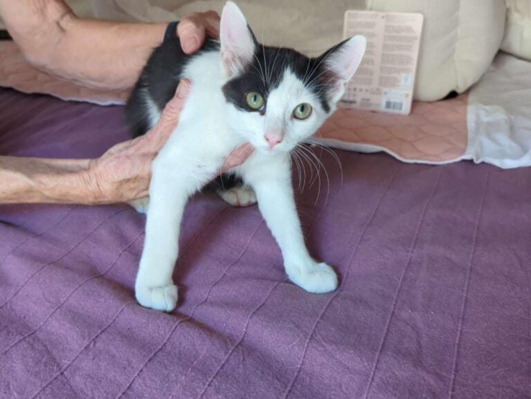 Hairpin *réservé* - Chat Européen à adopter