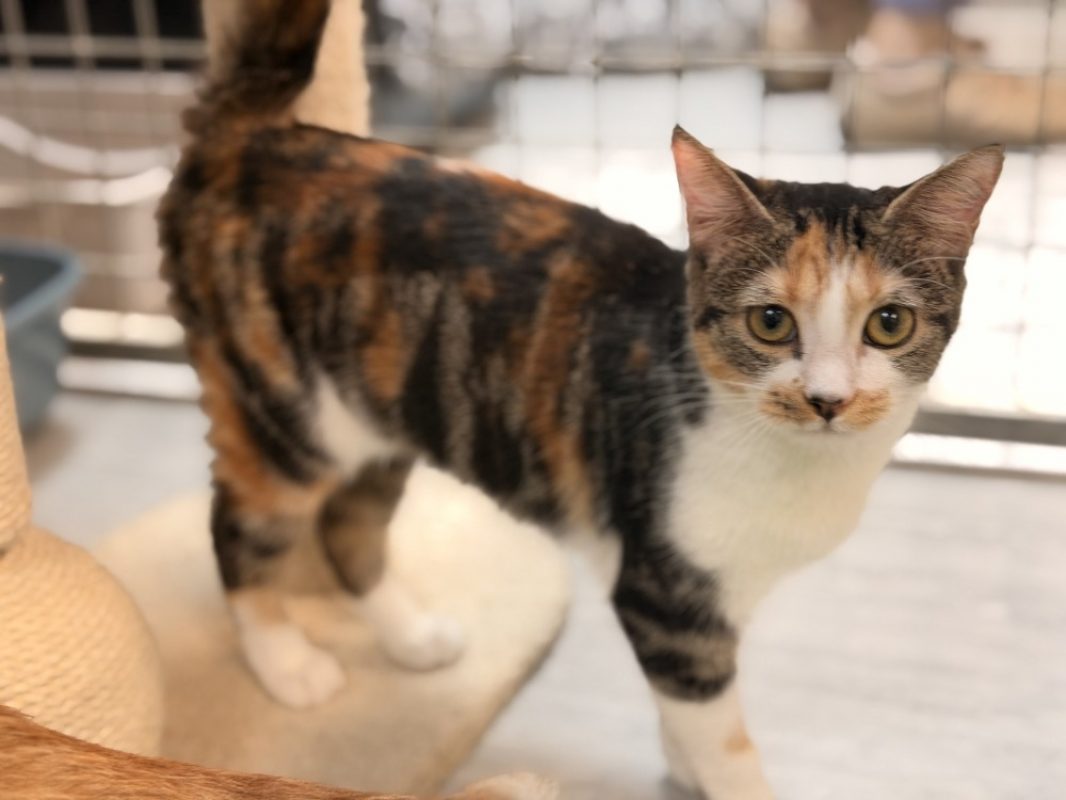 Perle - Chat Européen à adopter