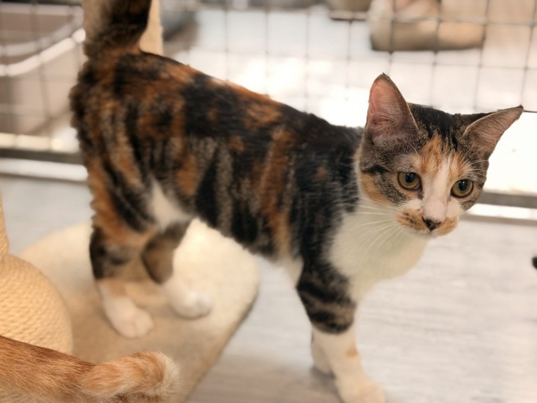 Perle - Chat Européen à adopter - photo 2