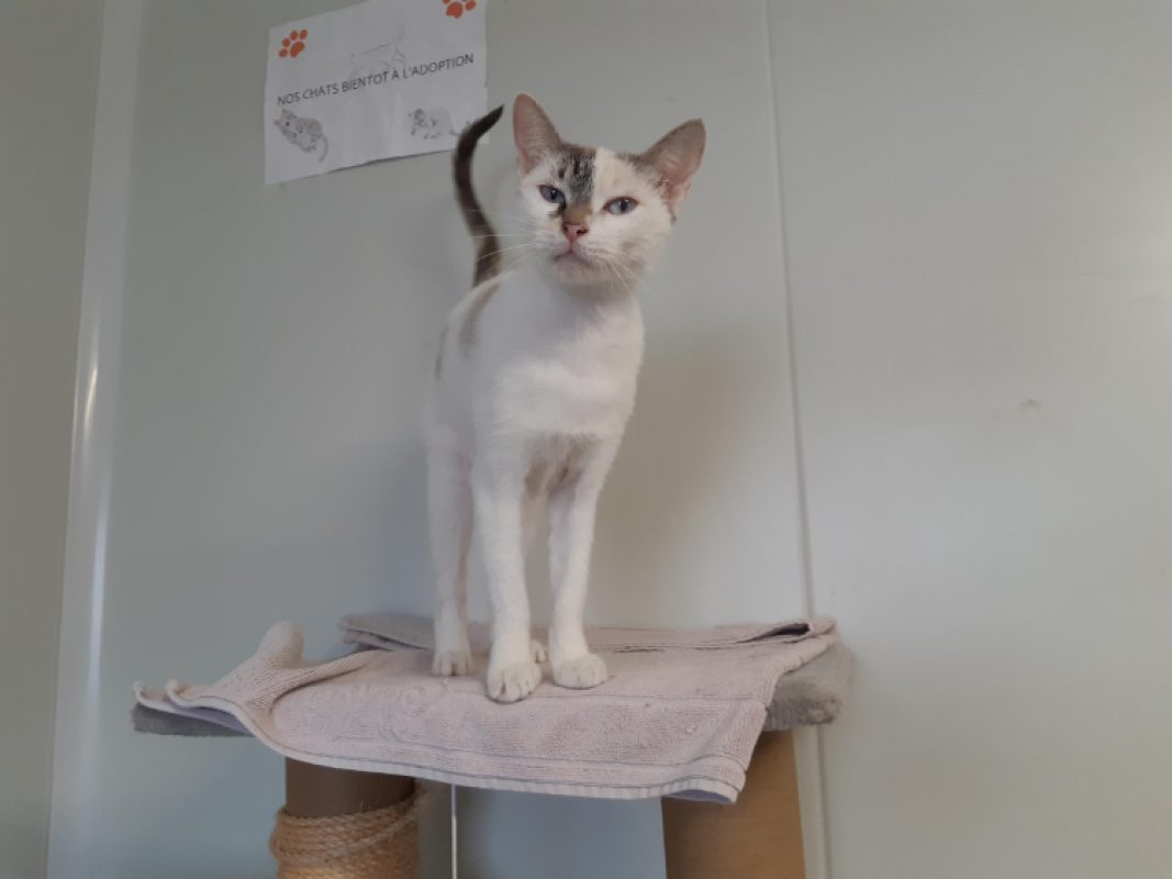 Erin - Chat Européen à adopter