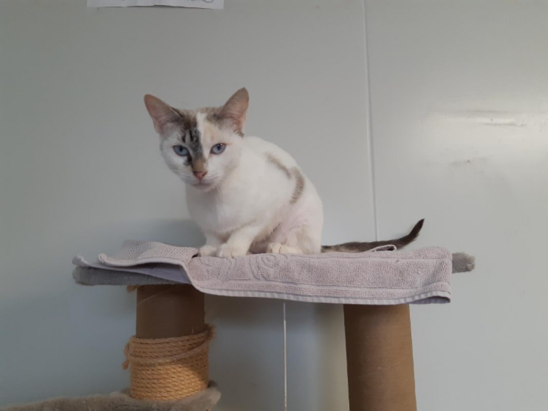 Erin - Chat Européen à adopter - photo 2