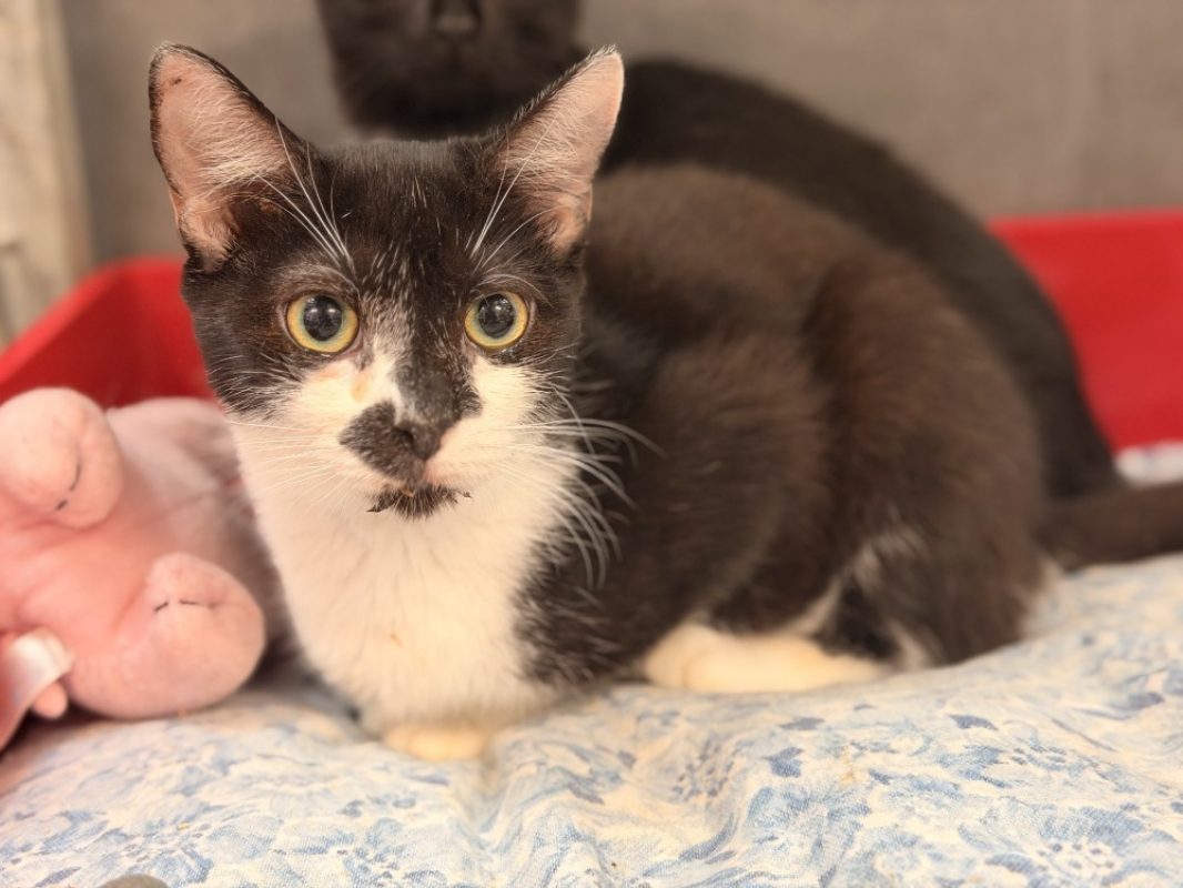 Lila - Chat Européen à adopter