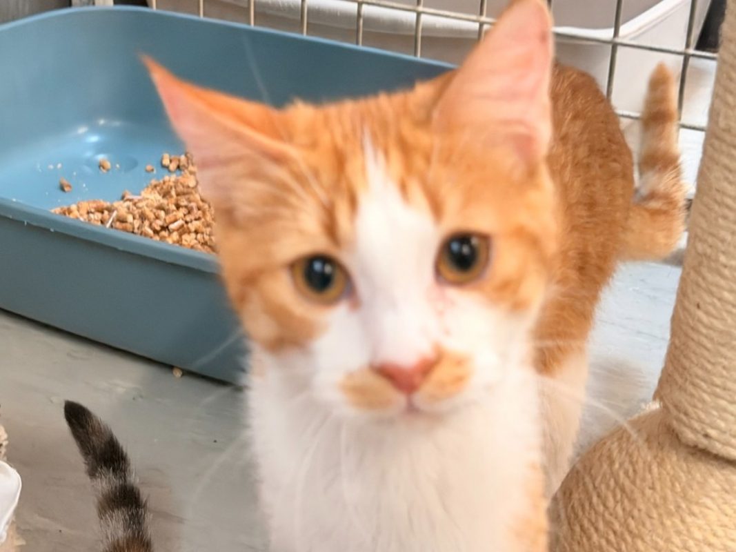 Kenzo - Chat Européen à adopter