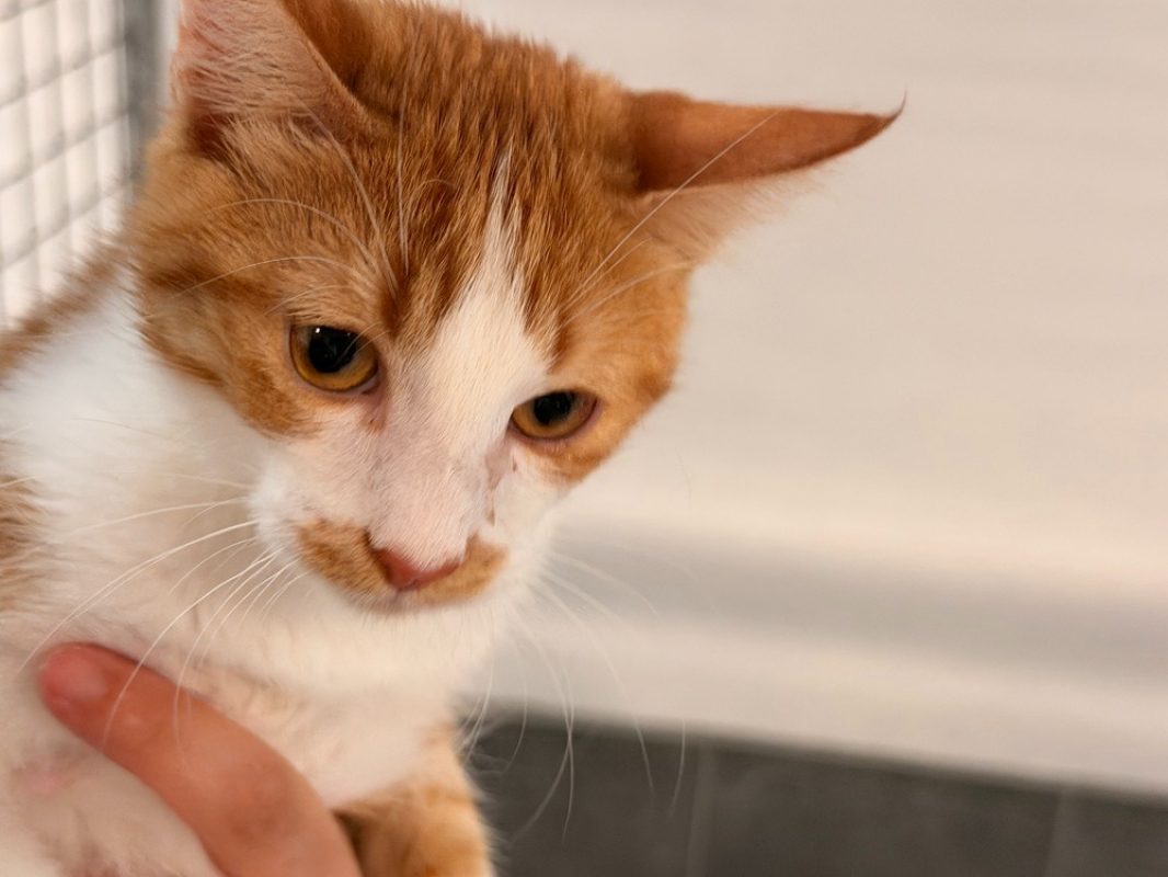 Kenzo - Chat Européen à adopter - photo 2