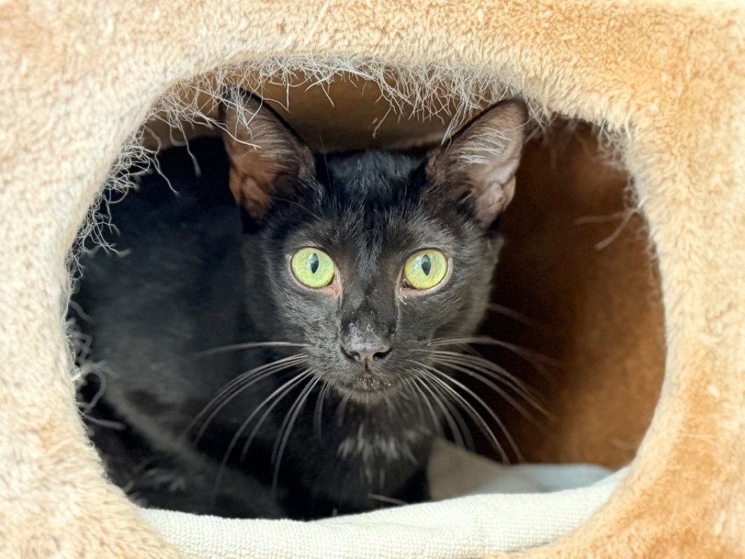 Rusty - Chat Européen à adopter