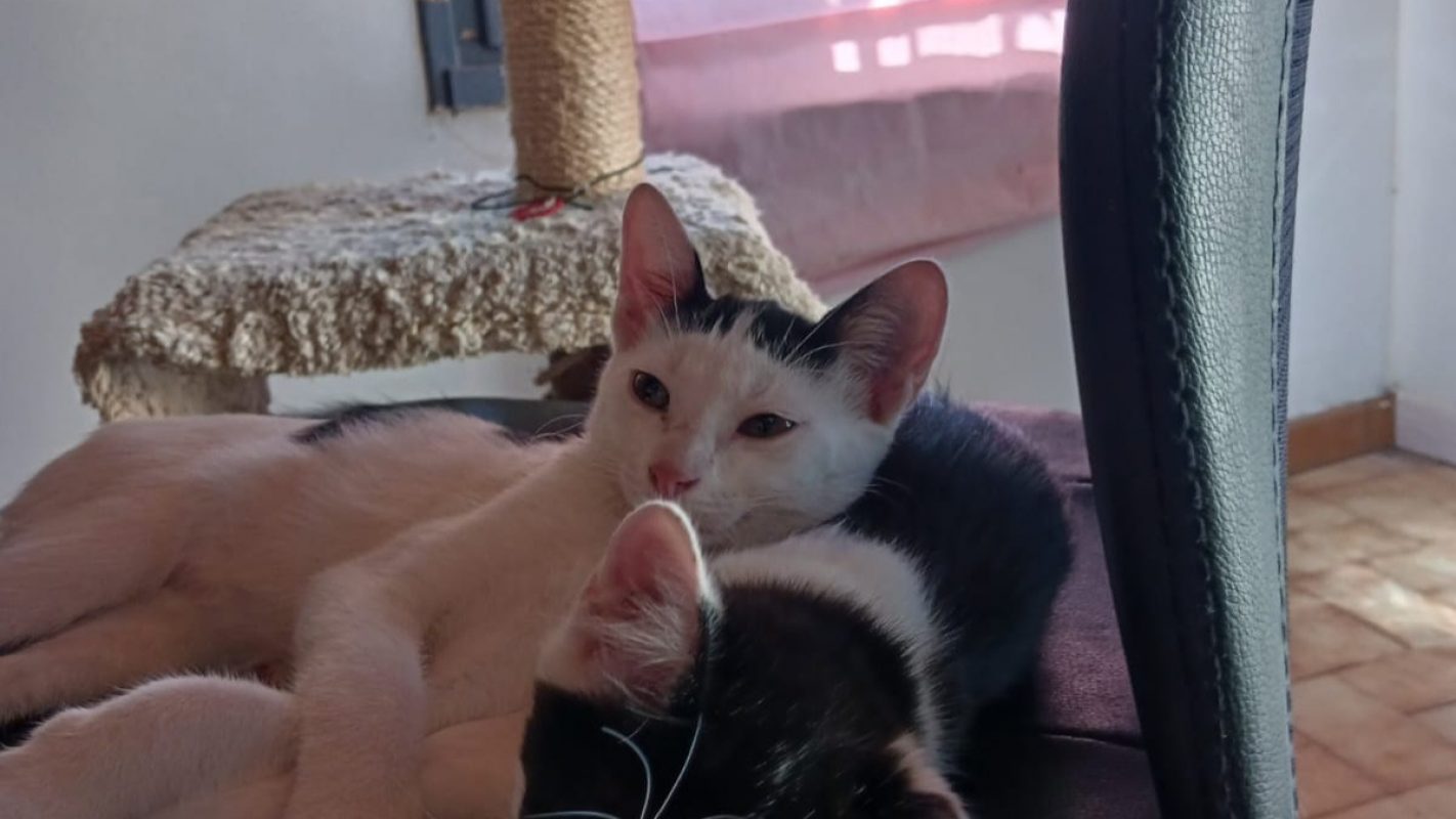 Spotty *réservé* - Chat Européen à adopter