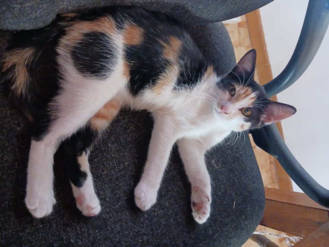 Chutney - Chat Européen à adopter
