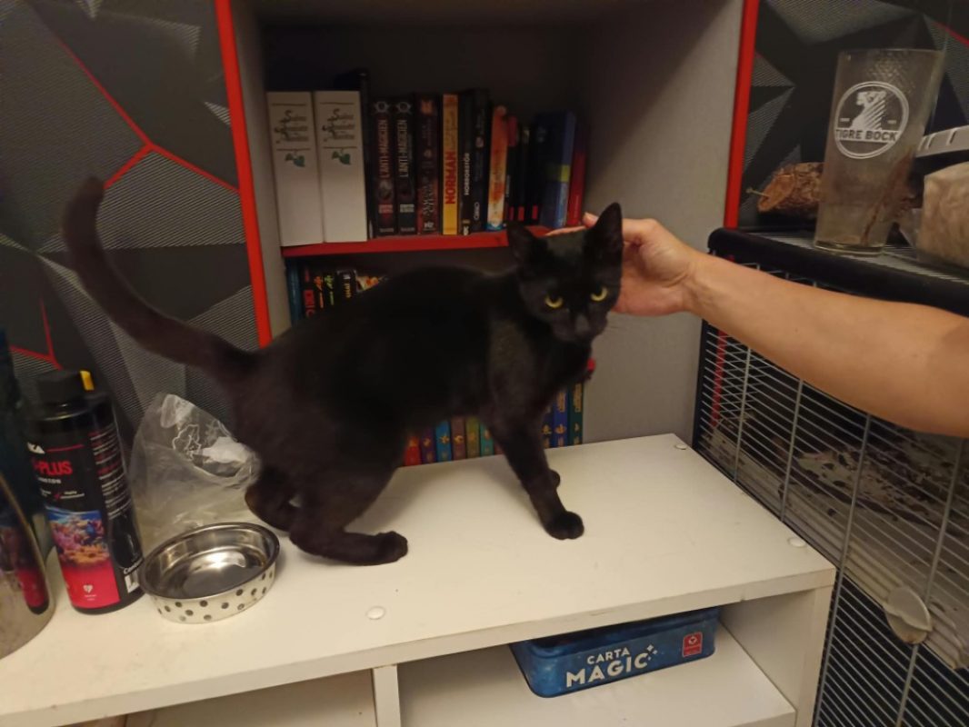 Magic - Chat Européen à adopter