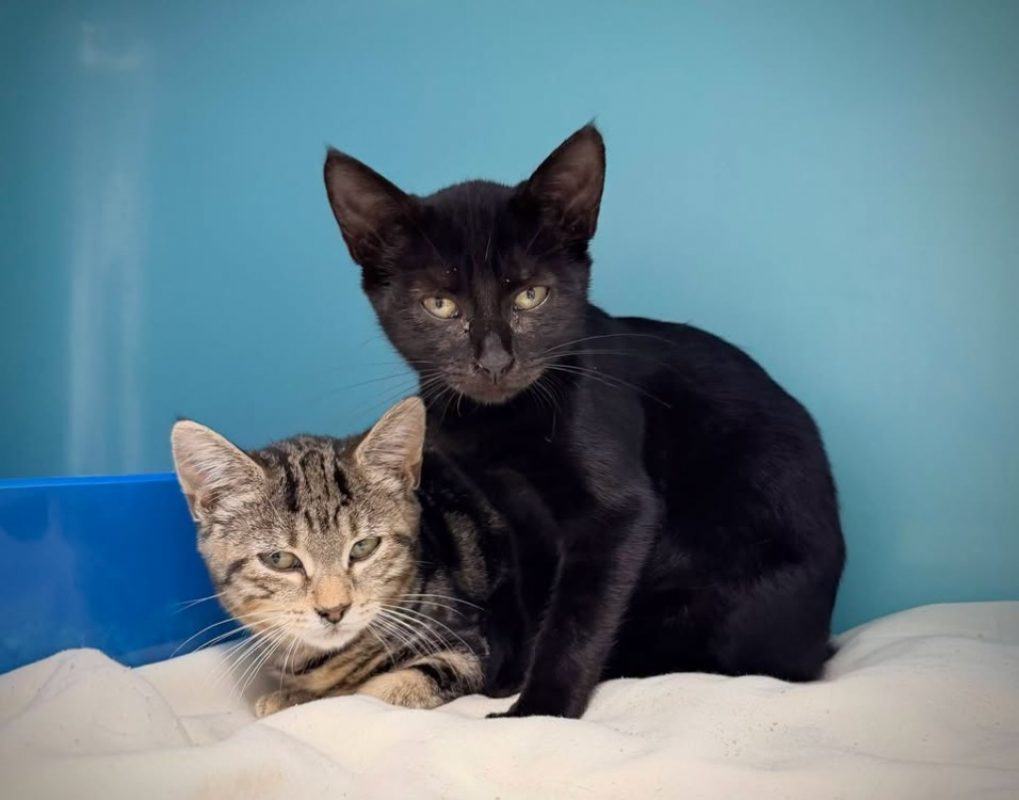 Nougatine - Chat Européen à adopter