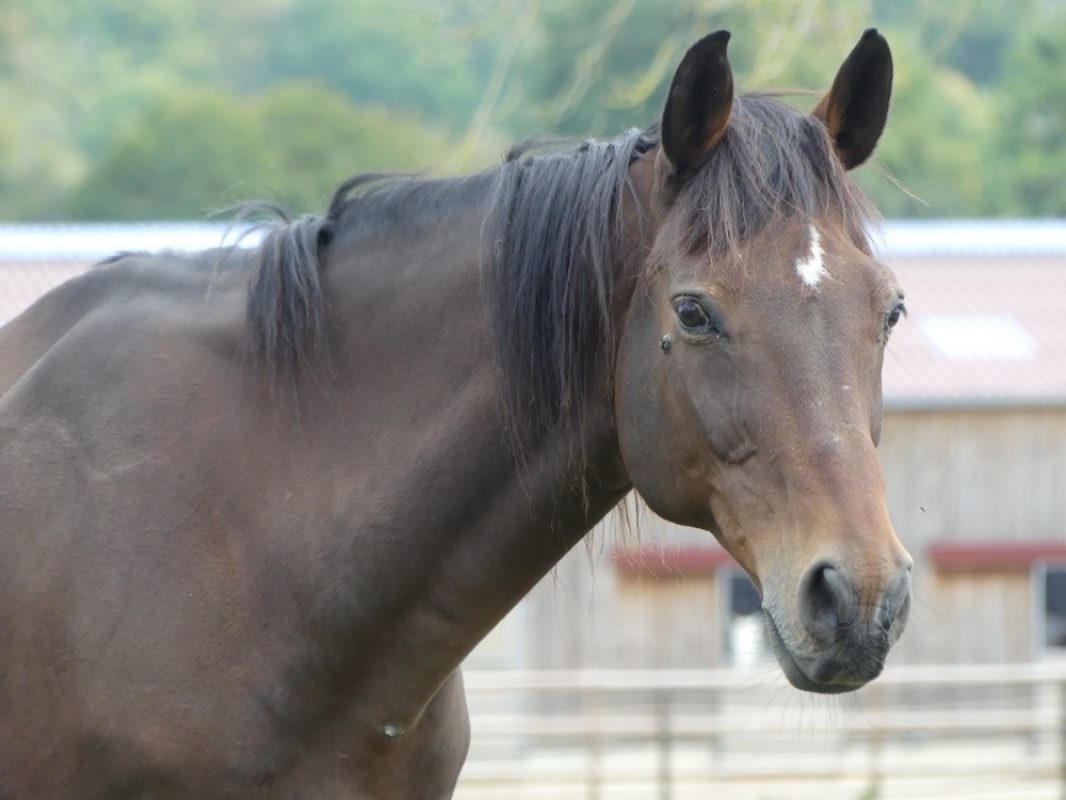 Ultrachic - Equidé Cheval à adopter
