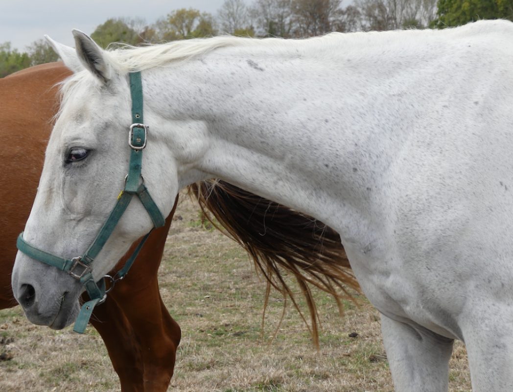 Princesse top - Equidé Cheval à adopter