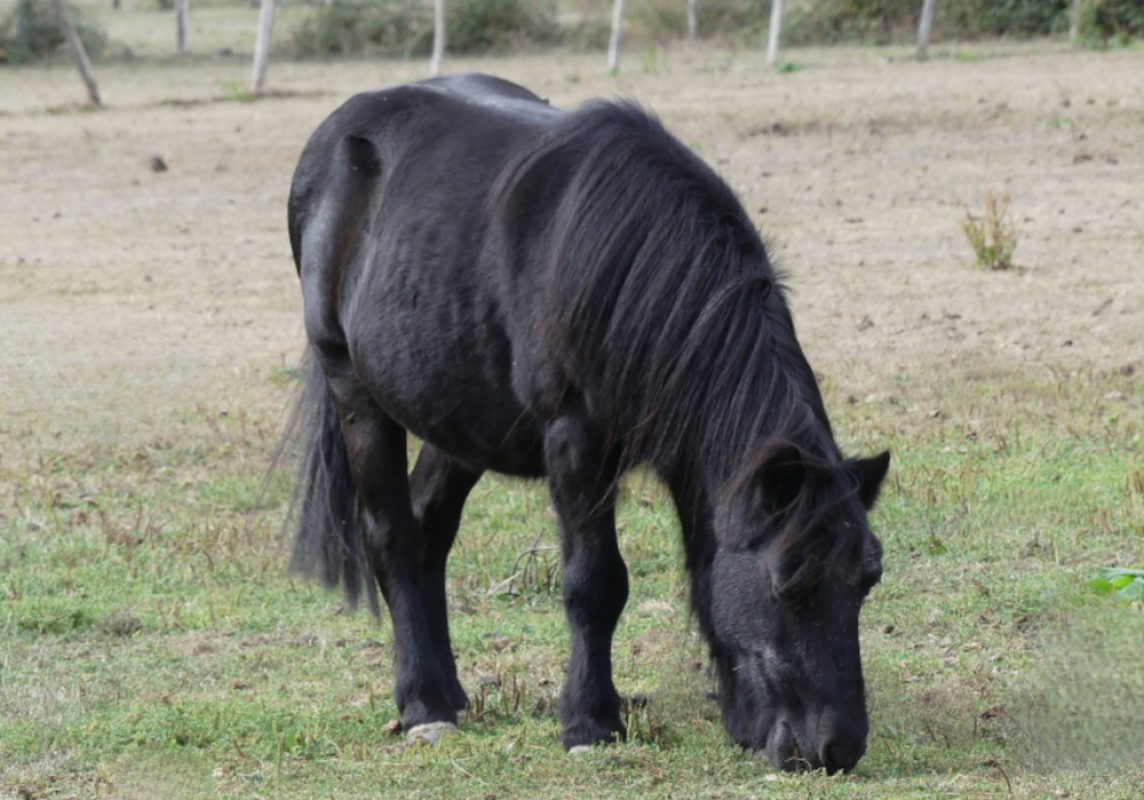 Prince noir - Equidé Poney à adopter
