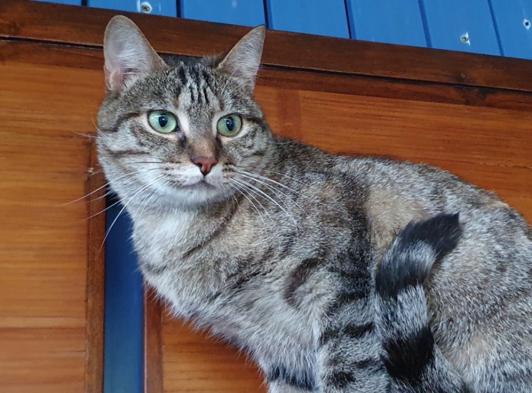 Diana - Chat Européen à adopter