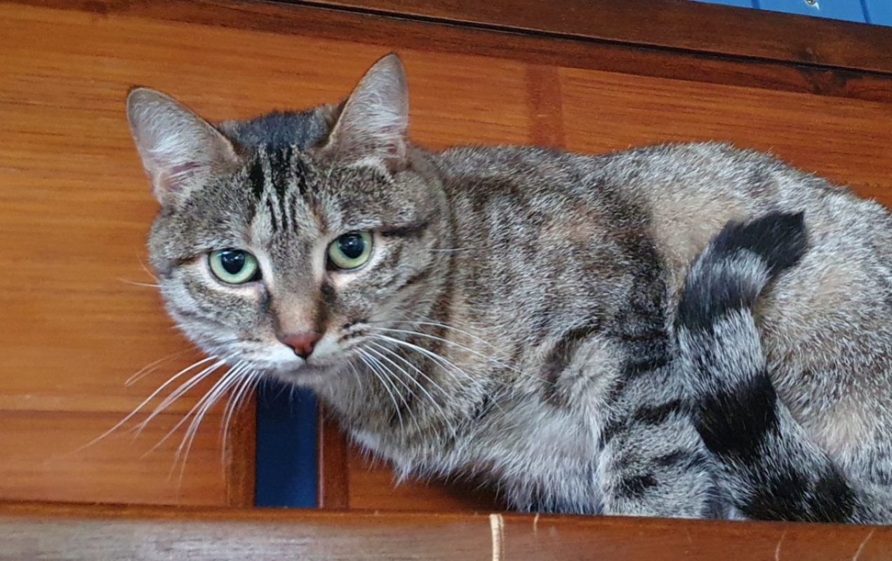 Diana - Chat Européen à adopter - photo 2