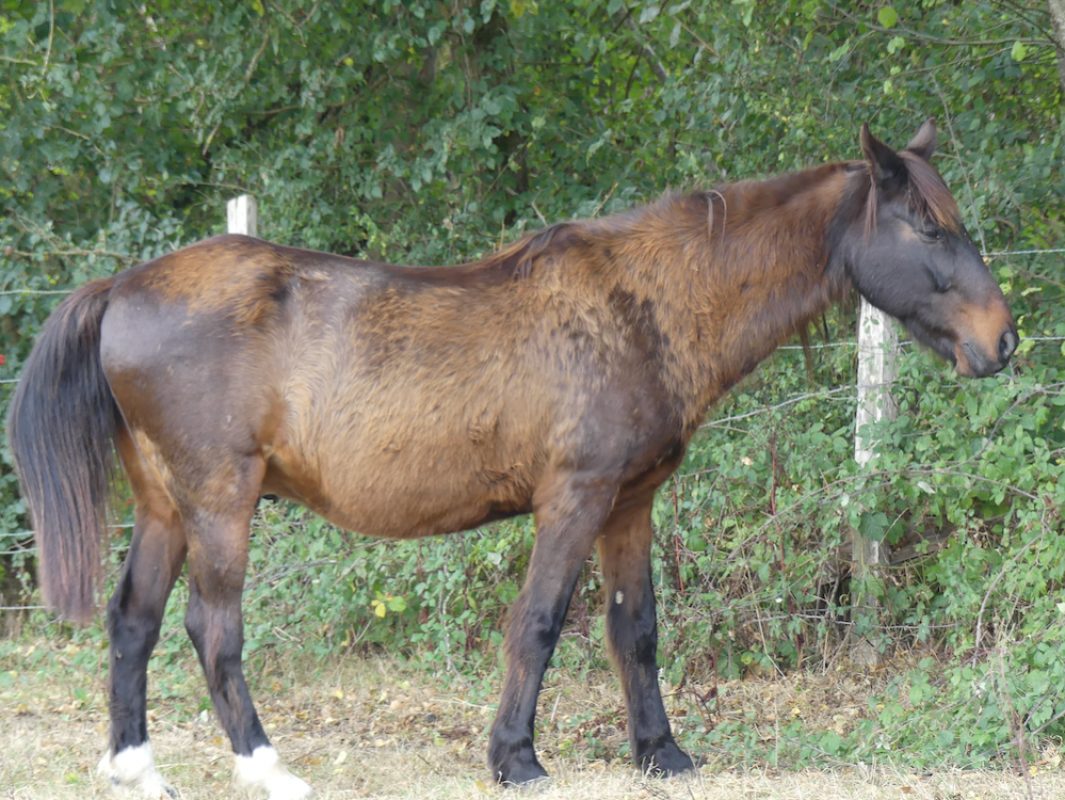 Omaley des bruleries - Equidé Cheval à adopter