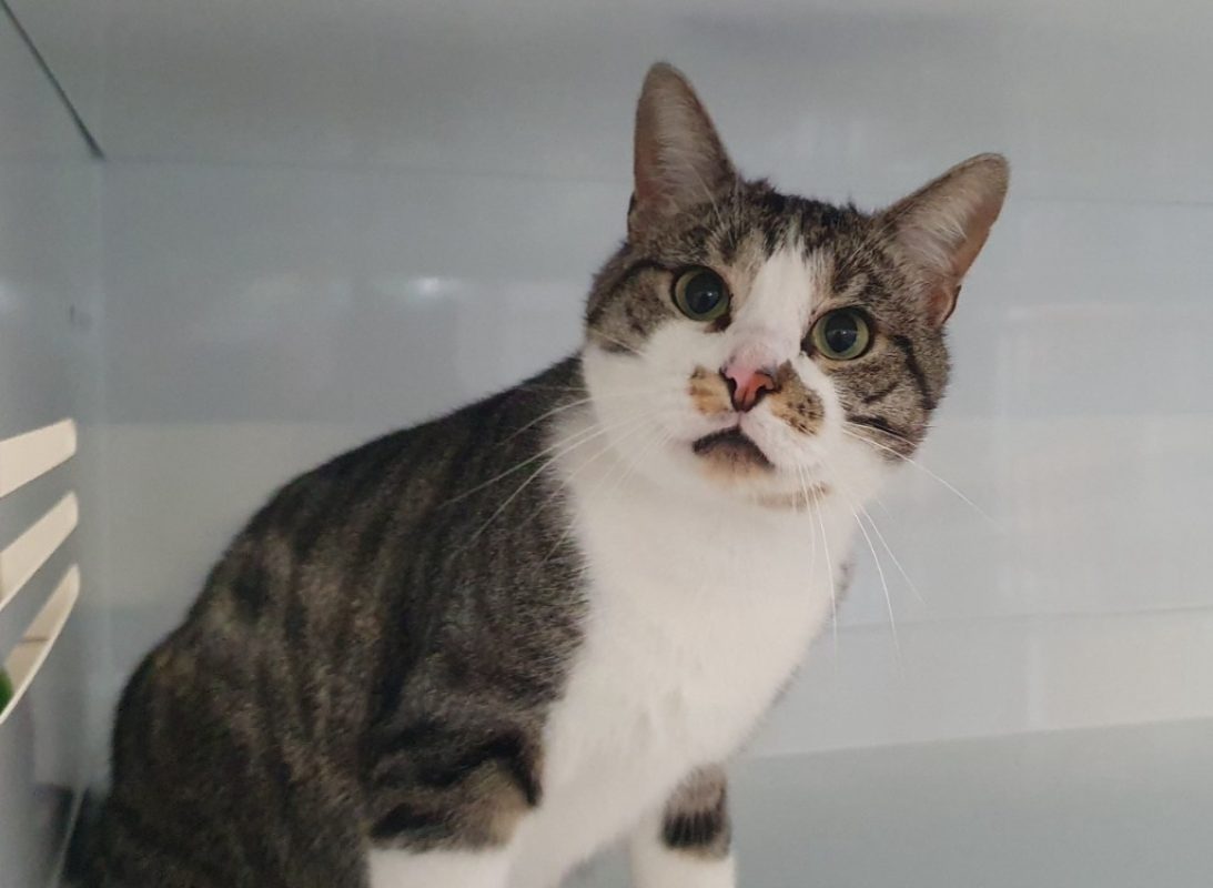 Sherlock - Chat Européen à adopter