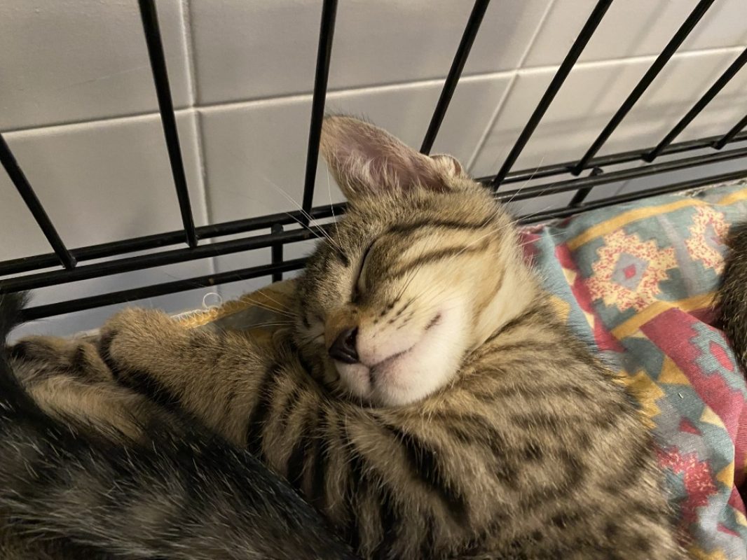 Sawyer - Chat Européen à adopter