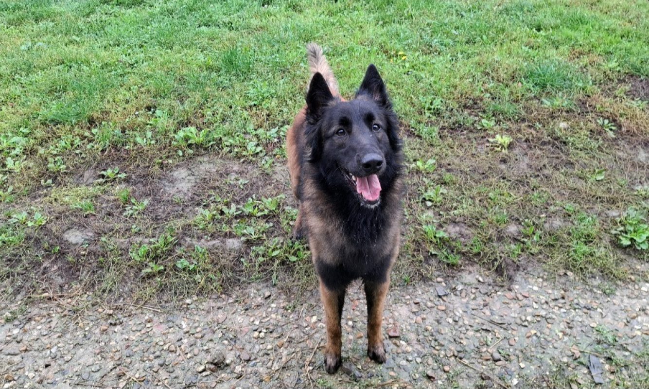Gohan - Chien Berger Belge Tervueren à adopter