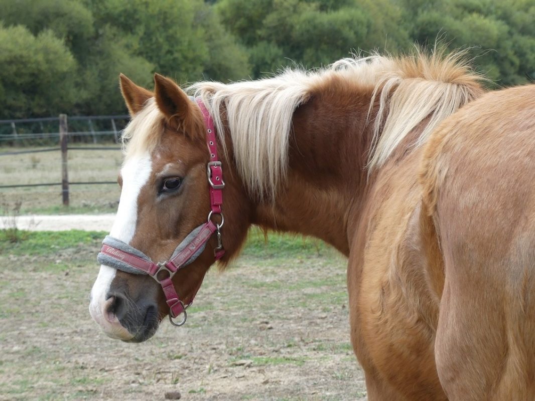 Indra avura - Equidé Poney à adopter