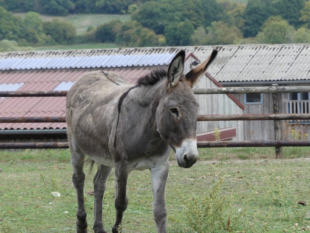 Iris - Equidé Ane à adopter
