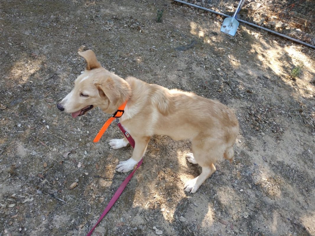 Biscoff - Chien Border Collie à adopter