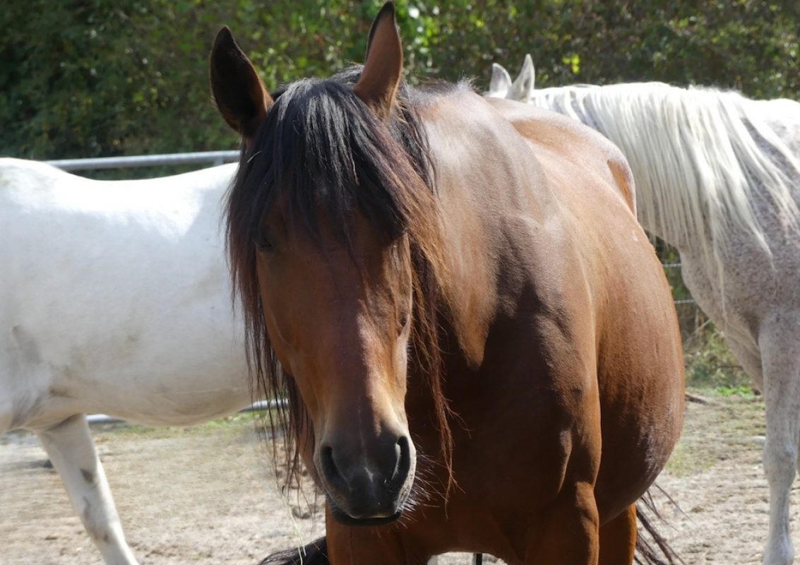 Iban's - Equidé Cheval à adopter