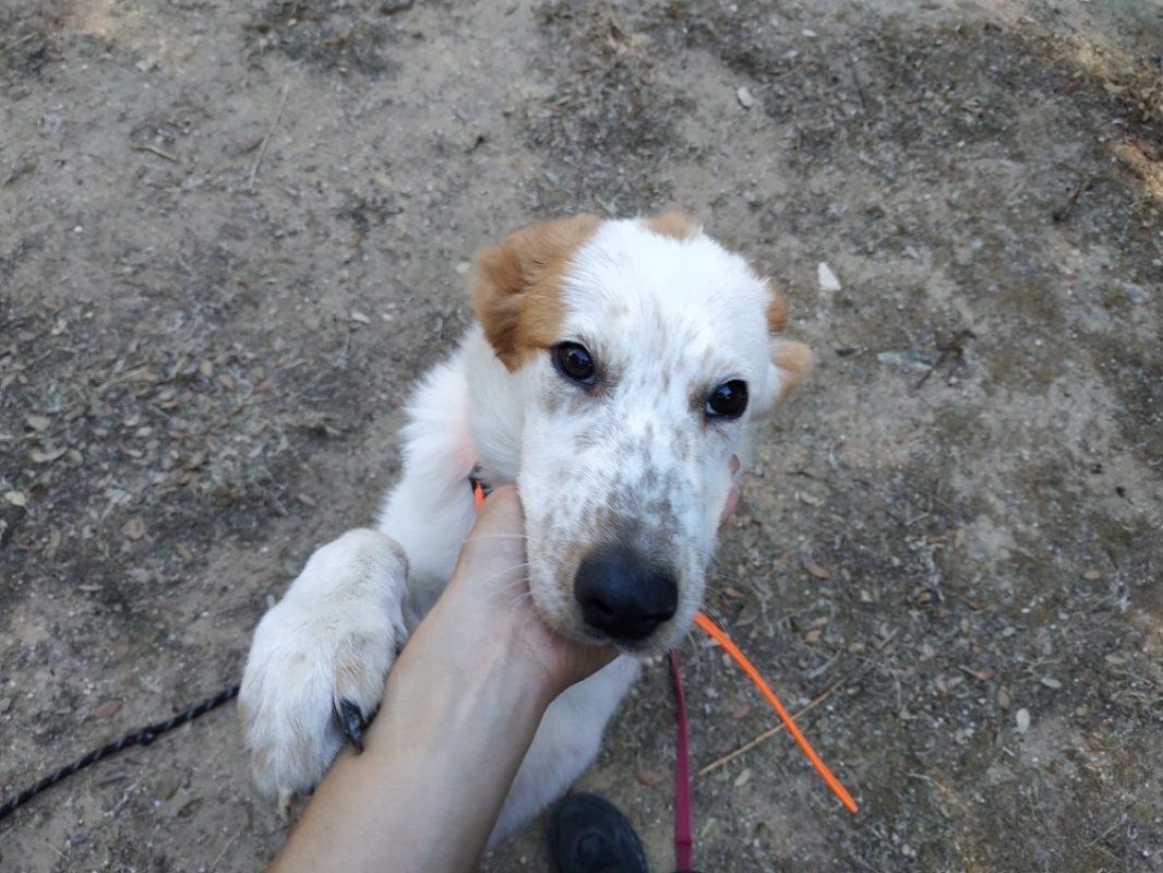 Brioche - Chien Border Collie à adopter